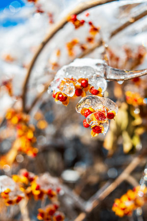 Tree branches with red orange berries, covered with sparkling snow and ice, shine in the sun. Frosty...