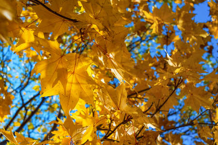 yellow maple autumn leaves in the sun fall season
