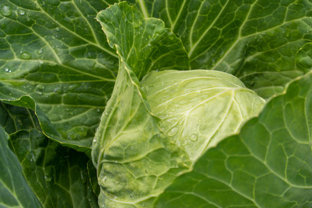Fresh ground-cabbage close-up. Organic cabbage from the farm. Growing healthy vegetables. Head of cabbage.の写真素材