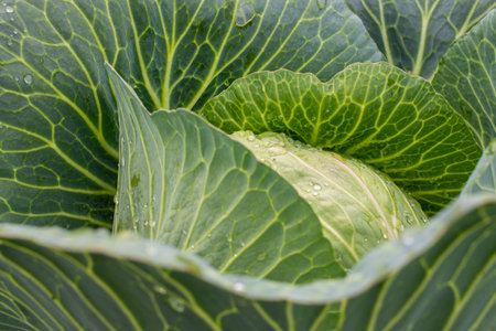 Fresh ground-cabbage close-up. Organic cabbage from the farm. Growing healthy vegetables. Head of cabbage.の写真素材