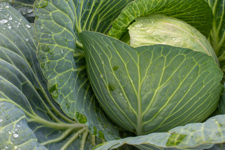Fresh ground-cabbage close-up. Organic cabbage from the farm. Growing healthy vegetables. Head of cabbage.の写真素材