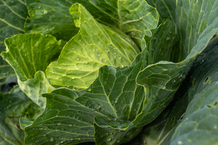 Fresh ground-cabbage close-up. Organic cabbage from the farm. Growing healthy vegetables. Head of cabbage.の写真素材