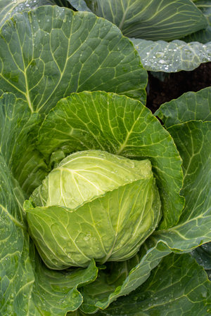 Fresh ground-cabbage close-up. Organic cabbage from the farm. Growing healthy vegetables. Head of cabbage.の写真素材