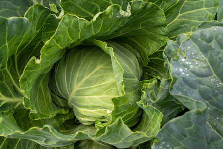Fresh ground-cabbage close-up. Organic cabbage from the farm. Growing healthy vegetables. Head of cabbage.の写真素材