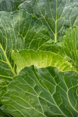 Fresh ground-cabbage close-up. Organic cabbage from the farm. Growing healthy vegetables.の写真素材