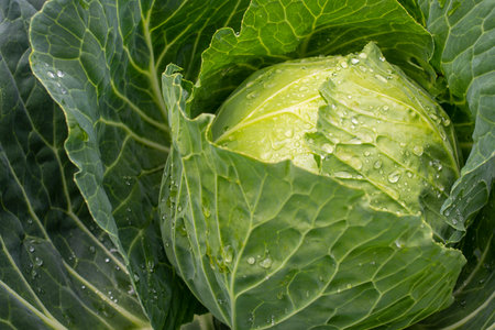 Fresh ground-cabbage close-up. Organic cabbage from the farm. Growing healthy vegetables. Head of cabbage.の写真素材