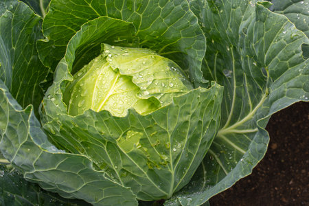 Fresh ground-cabbage close-up. Organic cabbage from the farm. Growing healthy vegetables. Head of cabbage.の写真素材