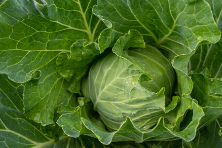 Fresh ground-cabbage close-up. Organic cabbage from the farm. Growing healthy vegetables. Head of cabbage.の写真素材
