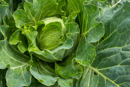 Fresh ground-cabbage close-up. Organic cabbage from the farm. Growing healthy vegetables. Head of cabbage.の写真素材