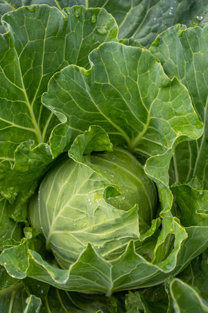 Fresh ground-cabbage close-up. Organic cabbage from the farm. Growing healthy vegetables. Head of cabbage.の写真素材