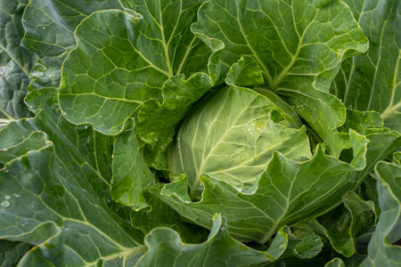 Fresh ground-cabbage close-up. Organic cabbage from the farm. Growing healthy vegetables. Head of cabbage.の写真素材