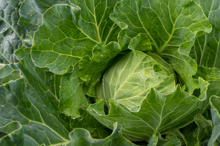 Fresh ground-cabbage close-up. Organic cabbage from the farm. Growing healthy vegetables. Head of cabbage.の写真素材