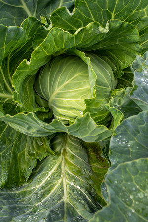 Fresh ground-cabbage close-up. Organic cabbage from the farm. Growing healthy vegetables. Head of cabbage.の写真素材
