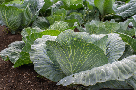 Fresh ground-cabbage close-up. Organic cabbage from the farm. Growing healthy vegetables. Head of cabbage.の写真素材