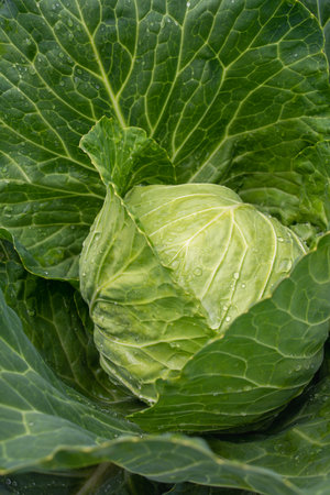 Fresh ground-cabbage close-up. Organic cabbage from the farm. Growing healthy vegetables. Head of cabbage.の写真素材
