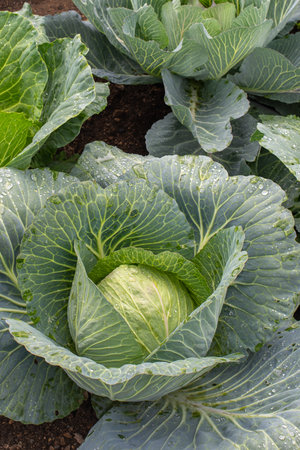 Fresh ground-cabbage close-up. Organic cabbage from the farm. Growing healthy vegetables. Head of cabbage.の写真素材