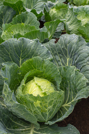 Fresh ground-cabbage close-up. Organic cabbage from the farm. Growing healthy vegetables. Head of cabbage.の写真素材