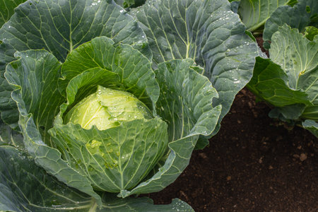 Fresh ground-cabbage close-up. Organic cabbage from the farm. Growing healthy vegetables. Head of cabbage.の写真素材