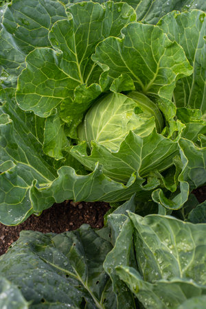 Fresh ground-cabbage close-up. Organic cabbage from the farm. Growing healthy vegetables. Head of cabbage.の写真素材