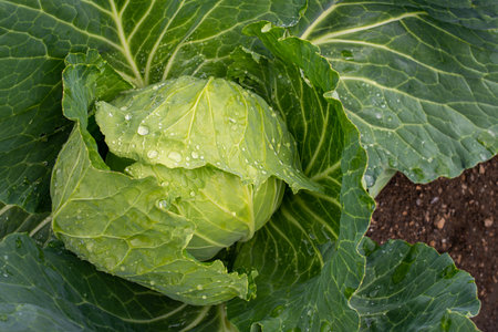 Fresh ground-cabbage close-up. Organic cabbage from the farm. Growing healthy vegetables. Head of cabbage.の写真素材