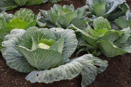 Fresh ground-cabbage close-up. Organic cabbage from the farm. Growing healthy vegetables. Head of cabbage.の写真素材