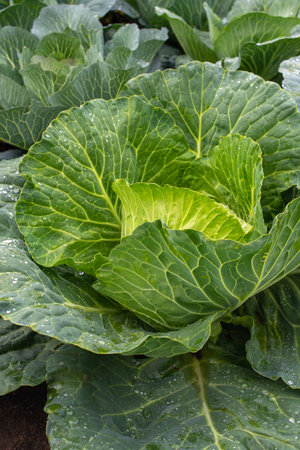 Fresh ground-cabbage close-up. Organic cabbage from the farm. Growing healthy vegetables. Head of cabbage.の写真素材