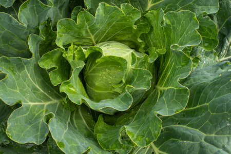 Fresh ground-cabbage close-up. Organic cabbage from the farm. Growing healthy vegetables. Head of cabbage.の写真素材