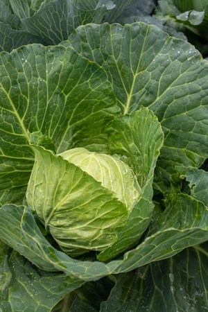Fresh ground-cabbage close-up. Organic cabbage from the farm. Growing healthy vegetables. Head of cabbage.の写真素材