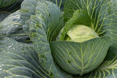 Fresh ground-cabbage close-up. Organic cabbage from the farm. Growing healthy vegetables. Head of cabbage.の写真素材