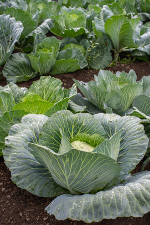 Fresh ground-cabbage close-up. Organic cabbage from the farm. Growing healthy vegetables. Head of cabbage.の写真素材