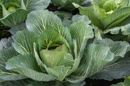 Fresh ground-cabbage close-up. Organic cabbage from the farm. Growing healthy vegetables. Head of cabbage.の写真素材