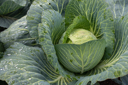 Fresh ground-cabbage close-up. Organic cabbage from the farm. Growing healthy vegetables. Head of cabbage.の写真素材