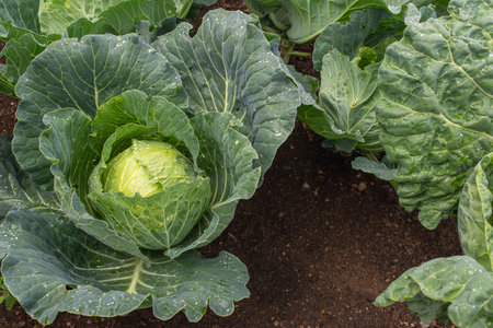 Fresh ground-cabbage close-up. Organic cabbage from the farm. Growing healthy vegetables. Head of cabbage.の写真素材