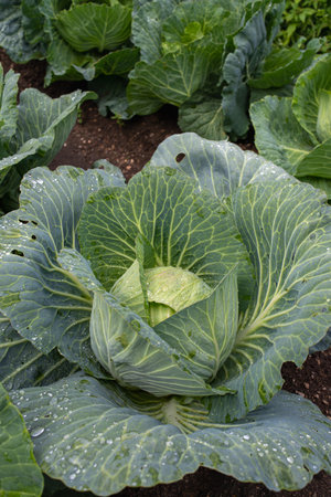 Fresh ground-cabbage close-up. Organic cabbage from the farm. Growing healthy vegetables. Head of cabbage.の写真素材