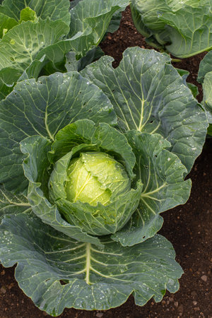 Fresh ground-cabbage close-up. Organic cabbage from the farm. Growing healthy vegetables. Head of cabbage.の写真素材