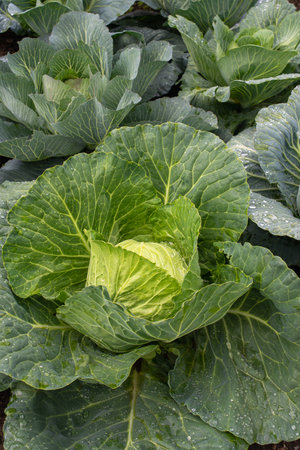 Fresh ground-cabbage close-up. Organic cabbage from the farm. Growing healthy vegetables. Head of cabbage.の写真素材