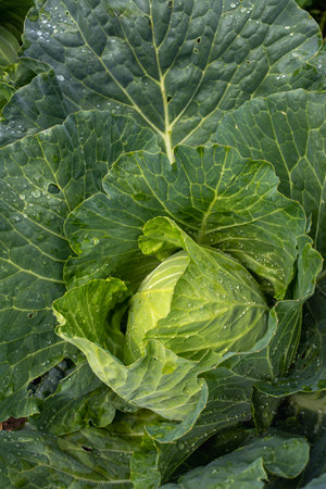 Fresh ground-cabbage close-up. Organic cabbage from the farm. Growing healthy vegetables. Head of cabbage.の写真素材