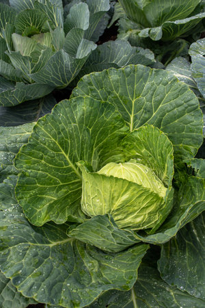 Fresh ground-cabbage close-up. Organic cabbage from the farm. Growing healthy vegetables. Head of cabbage.の写真素材