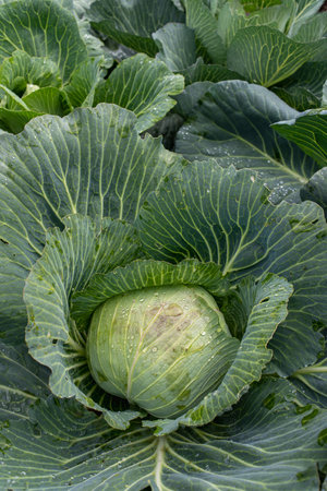 Fresh ground-cabbage close-up. Organic cabbage from the farm. Growing healthy vegetables. Head of cabbage.の写真素材