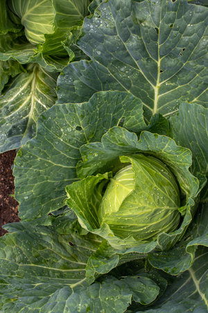 Fresh ground-cabbage close-up. Organic cabbage from the farm. Growing healthy vegetables. Head of cabbage.の写真素材