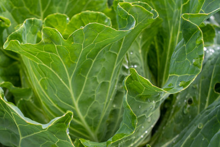 Fresh ground-cabbage close-up. Organic cabbage from the farm. Growing healthy vegetables.の写真素材
