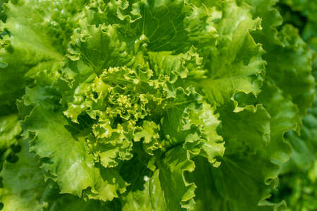 Green lettuce salad leaves close up. Fresh organic food.の写真素材