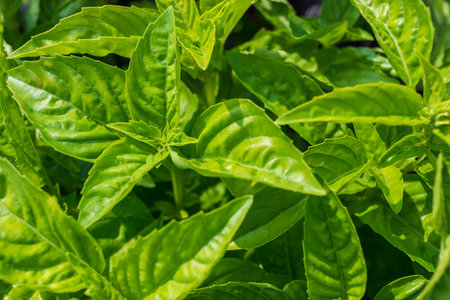 Fresh green basil leaves close up. Natural organic food in a vegetable gardenの写真素材