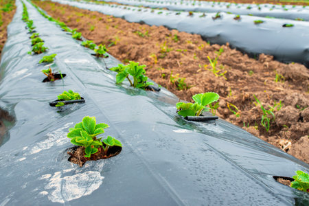 Rows of strawbery on ground covered by plastic mulch film in agriculture organic farming. Cultivation of berries and vegetables using mulching methodの写真素材