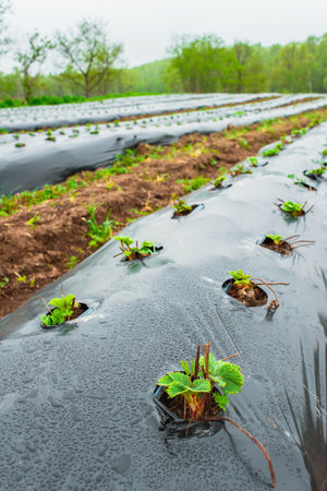 Rows of strawbery on ground covered by plastic mulch film in agriculture organic farming. Cultivation of berries and vegetables using mulching methodの写真素材