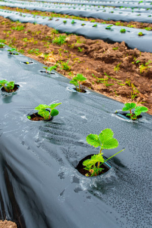 Rows of strawbery on ground covered by plastic mulch film in agriculture organic farming. Cultivation of berries and vegetables using mulching methodの写真素材