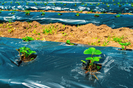 Rows of strawberry on ground covered by plastic mulch film in agriculture organic farming. Cultivation of berries and vegetables using mulching methodの写真素材