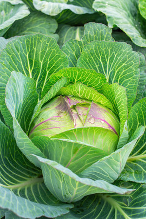 Head of cabbage. Fresh ground-cabbage close-up. Organic cabbage from the farm. Growing healthy vegetablesの写真素材