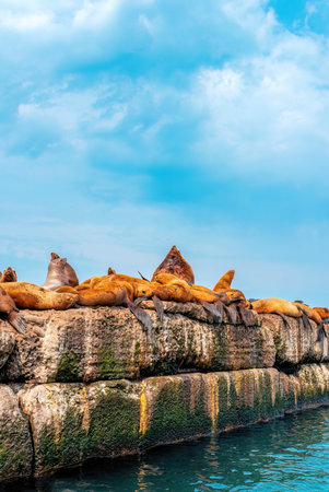 Flock of sea lions resting on a rock in the ocean. Nevelsk city, Sakhalin Islandの写真素材