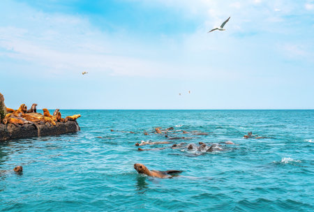Group of sea lions swimming in the sea. Nevelsk city, Sakhalin Islandの写真素材